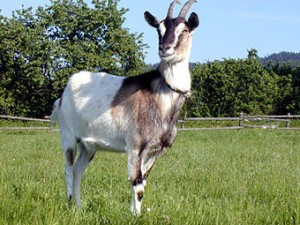 Obrazek